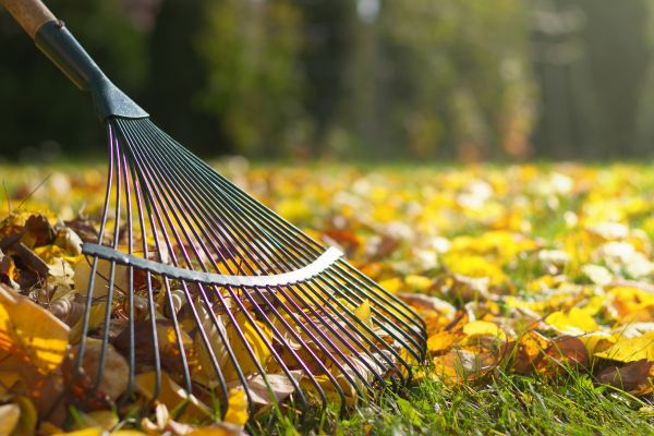 Leaf Cleanup Service