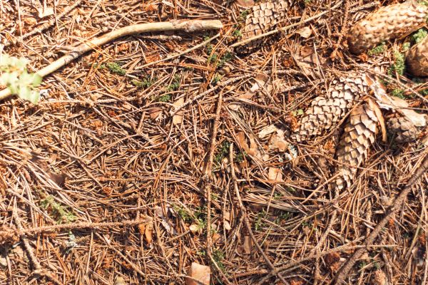 Pine Needles Removal in Rockville
