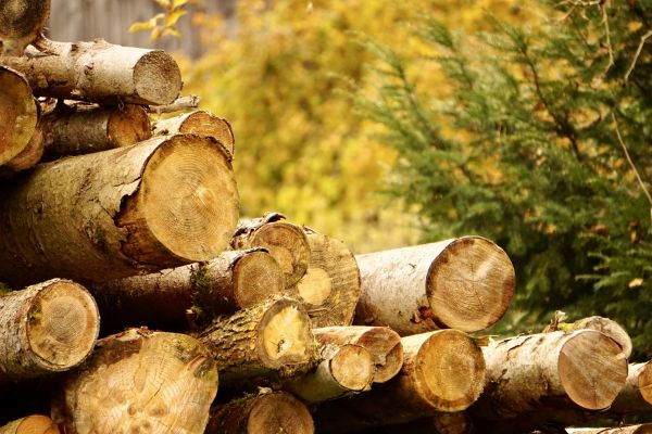 Wood Pile Removal in Rockville