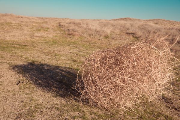 Tumbleweed Removal in Rockville
