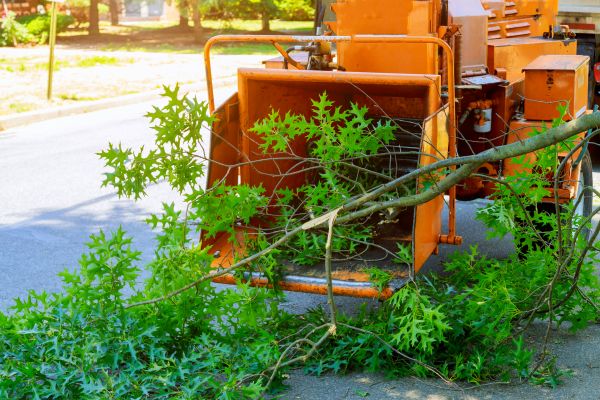Tree Branches Removal in Rockville
