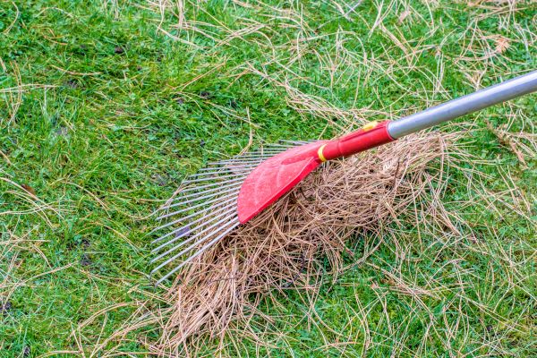 Pine Needle Raking in Rockville