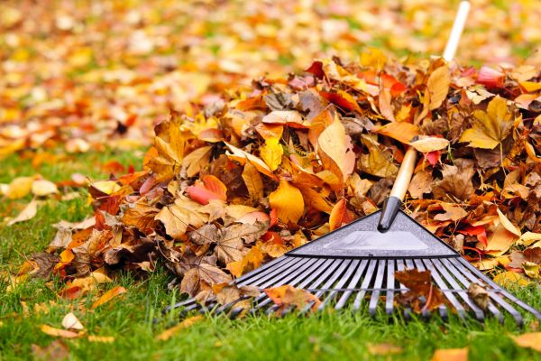 Yard Leaf Removal in Rockville