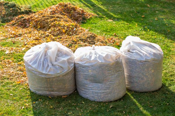 Seasonal Lawn Cleanup
