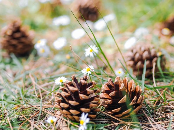 Pine Cone Clearing