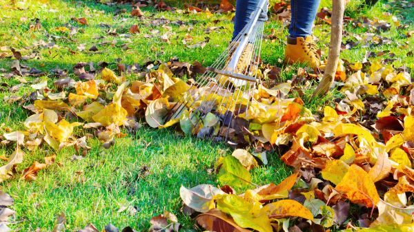 Lawn Cleanup Service in Rockville